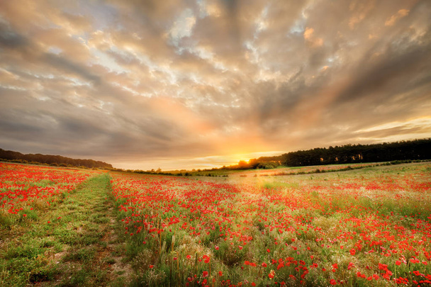 atemberaubendes Mohnfeld bei Sonnenaufgang in Norfolk UK. großes Blumenfeld mit einem Pfad und orangefarbenen Sonnenstrahlen, wenn die Morgendämmerung über die Bäume bricht - Foto, Bild