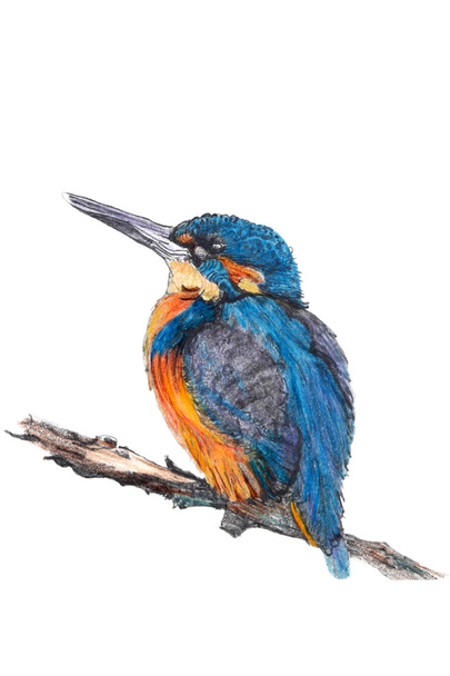 The Kingfisher - Foto, Imagem