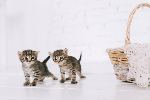 Little cute striped kittens. Striped kittens sit near the basket. - Photo, image