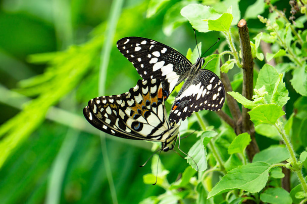 selektiver Fokus auf Flügel oder spezieller Punkt für bunte Schmetterlingspaarung in der Natur, Asien - Foto, Bild