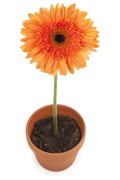 gele daisy flower - Foto, afbeelding