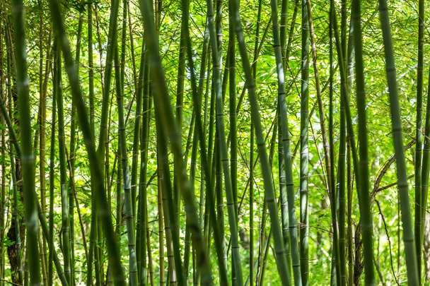 Bamboo branch in bamboo forest, beautiful green nature background - Foto, afbeelding