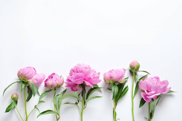 Beautiful fragrant peony flowers on white background - Foto, afbeelding
