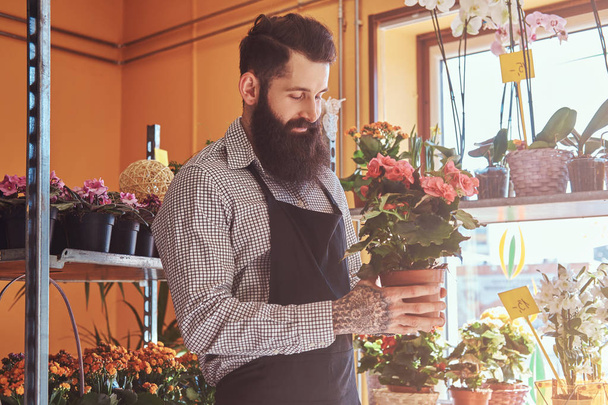 Professional male florist with beard and tattoo on his hand wearing uniform holds pot with a bouquet of flowers in flower shop. - Foto, immagini