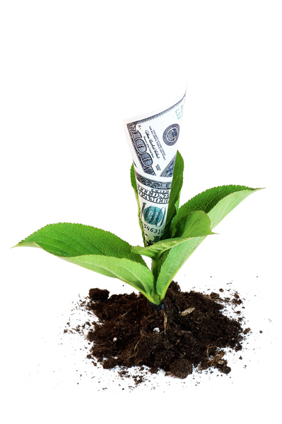 money growing out of the ground - Photo, Image