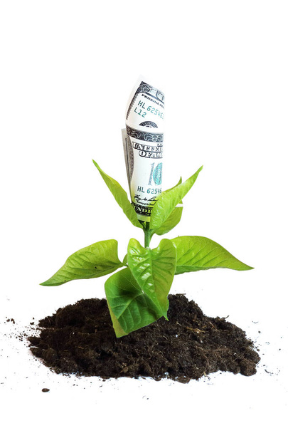 money growing out of the ground - Photo, Image