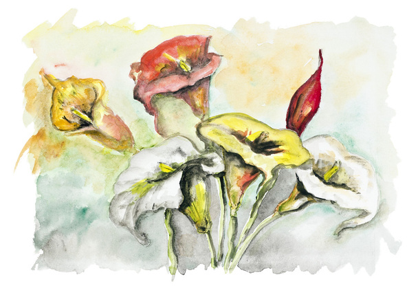 Calla λουλούδια - Φωτογραφία, εικόνα