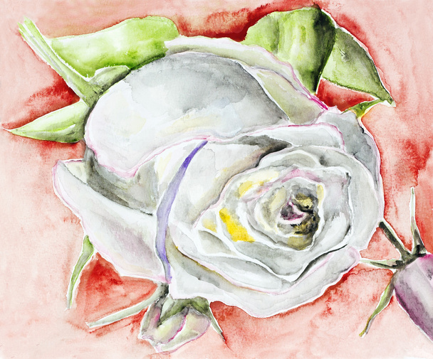 Fehér Rózsa, piros - Fotó, kép