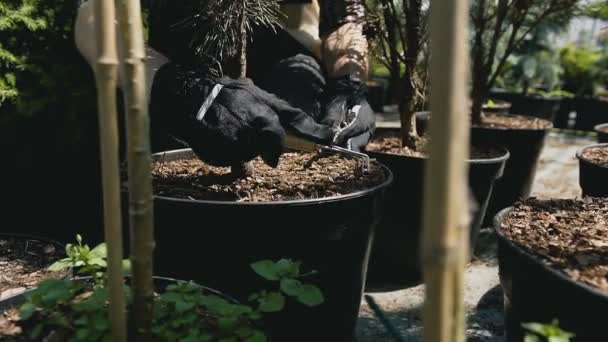 Close-up Man A gardener in mittens cultivates the soil in a large flowerpot - Felvétel, videó