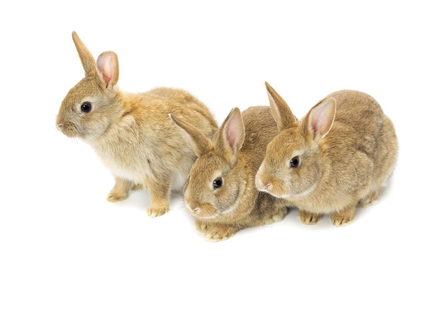 Trois lapins bruns
 - Photo, image