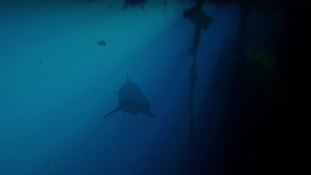 Tiburón dientes andrajosos manchado - Tiburón arenero - Carcharias taurus está nadando en un naufragio, NC, AGO 2016
 - Imágenes, Vídeo
