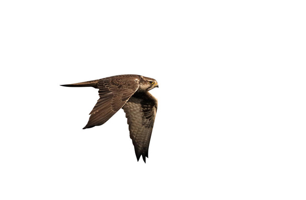 Lanner halcon, Falco biarmicus, single bird in flight, Hungría, febrero de 2016
 - Foto, imagen