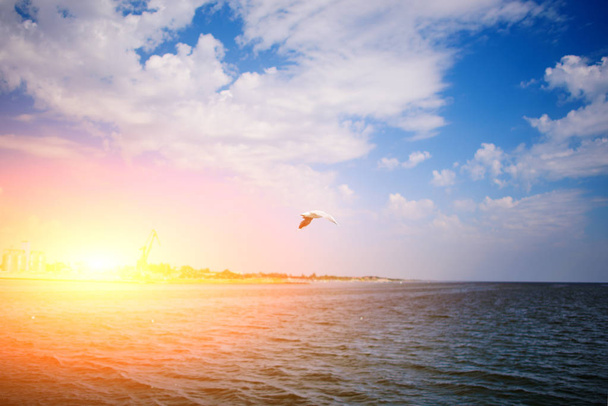 Jeden Mewa leci nad morze na Znakomity letni dzień. - Zdjęcie, obraz