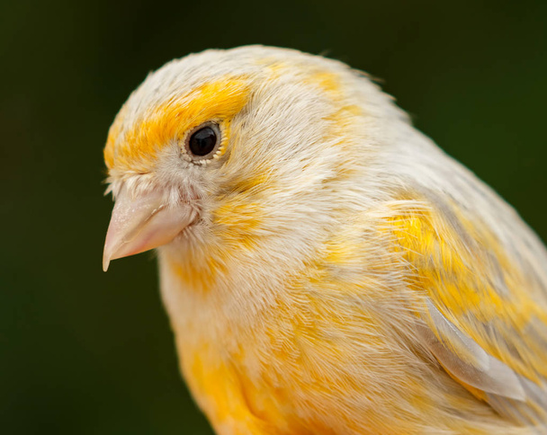 Beautiful yellow canary  - Photo, Image