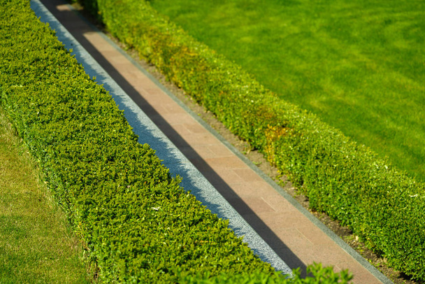 arbustos verdes de corte lineal en el diseño del paisaje
 - Foto, Imagen