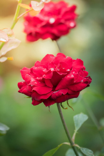Rosas no jardim, Rosas são bonitas com um belo dia ensolarado. - Foto, Imagem