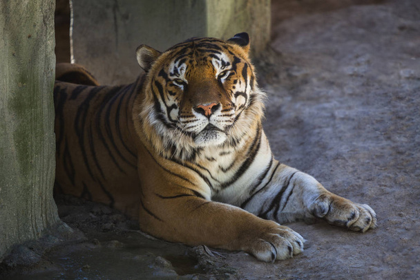 Preciosa foto de un tigre durante su descanso - Photo, image