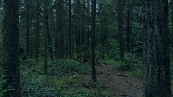 Περνώντας κατά μήκος μονοπατιού του δάσους, το βράδυ - Πλάνα, βίντεο