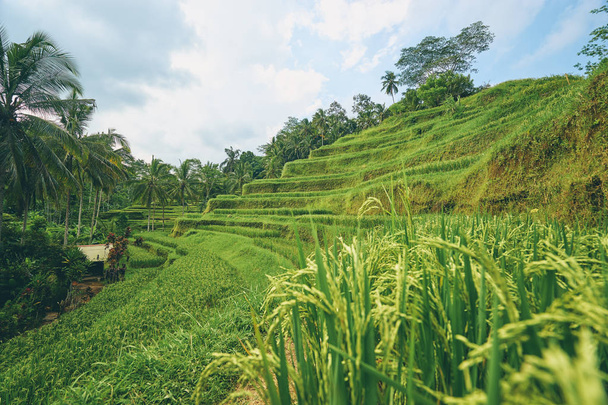 Prachtig uitzicht over de groene rijstvelden Tegallalang dorp, Ubud, Bali, Indonesië. - Foto, afbeelding
