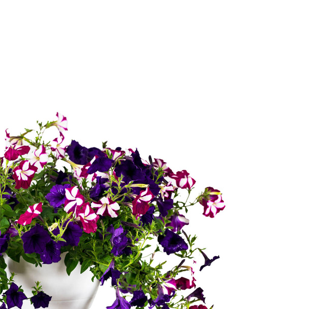Petunia Isolated on White Background. Selective focus. - Photo, Image