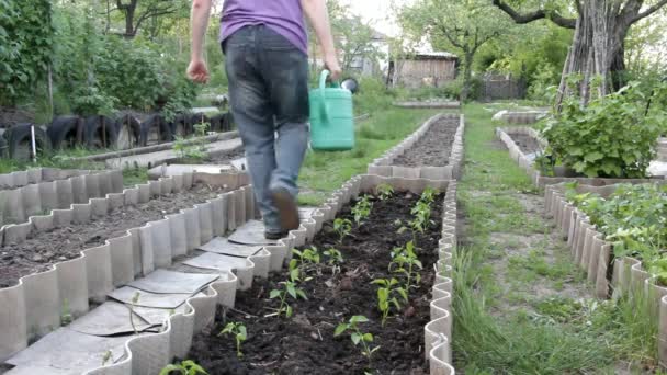 Férfi farmer könyv locsolókanna vízzel mentén a kertben - Felvétel, videó