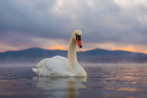 Very beautiful white swan  at Lake Yamanaka with Mt. Fuji landmark of tokyo japan background, famous and peaceful place - Photo, Image