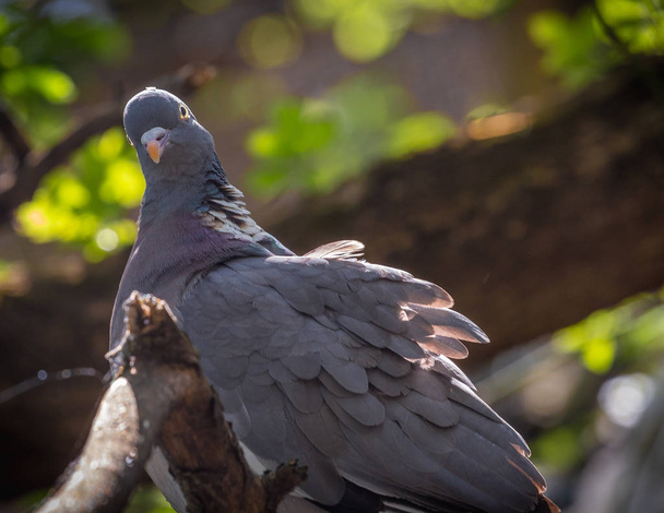 Lähikuva puun Pigeon Columba palaumbus kyydissä post
 - Valokuva, kuva