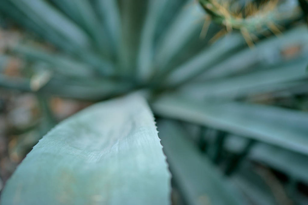 Close up view of succulent aloe plant. - Fotoğraf, Görsel