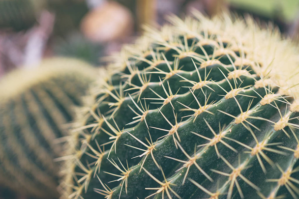 Close-up view of green cactus plant. - Foto, Imagen