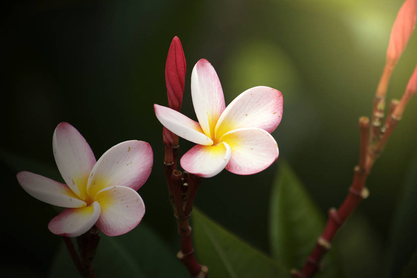 Plumeria flor hoja naturaleza
  - Foto, Imagen