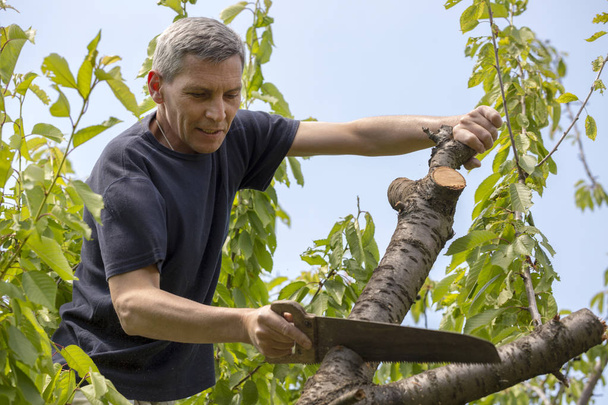 Man cuts off the dry branches of a tree in the garden - Photo, Image