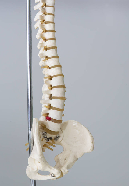 Artificial human spine model in medical office - Photo, Image