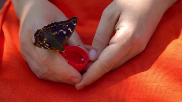 Πεταλούδα πίνει νερό από γυναικεία χέρια, διψασμένος πεταλούδα - Πλάνα, βίντεο