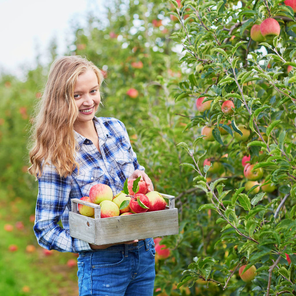 Beautiful young woman picking ripe organic apples in wooden crate in orchard or on farm on a fall day - Фото, изображение