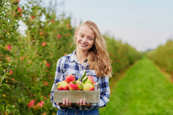 Beautiful young woman picking ripe organic apples in wooden crate in orchard or on farm on a fall day - Photo, image