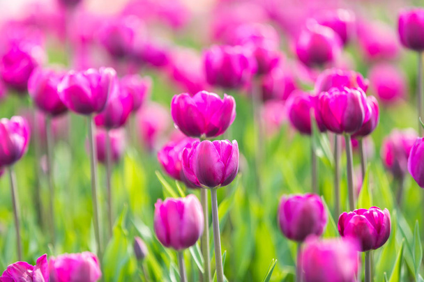 Tulpenblüte. schöner Strauß Tulpen. Bunte Tulpen - Foto, Bild