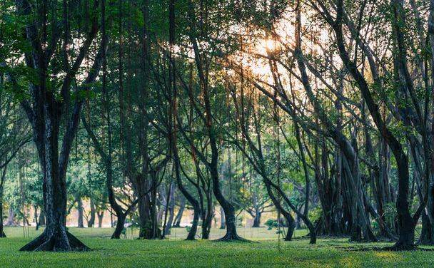 Escena oscura de parque forestal tropical cubierto de hierba verde, árboles pequeños y liana. Luz solar que brilla a través de hojas y ramas
. - Foto, imagen