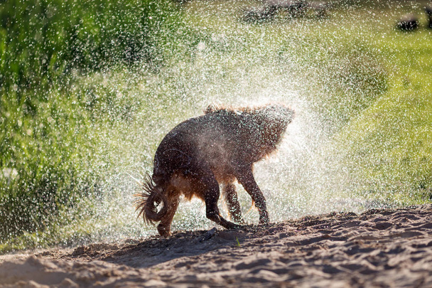 Mokry pies drżenie po kąpieli w wodzie, zachód światło - Zdjęcie, obraz