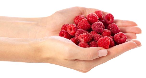 Raspberries in hand - Fotó, kép