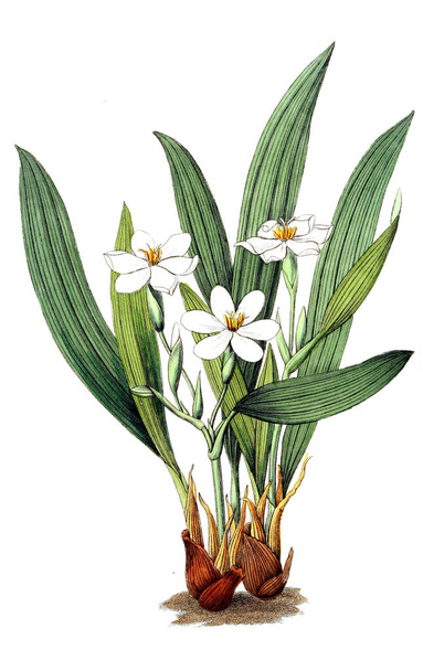 Illustrazione della pianta. Vecchia immagine
 - Foto, immagini