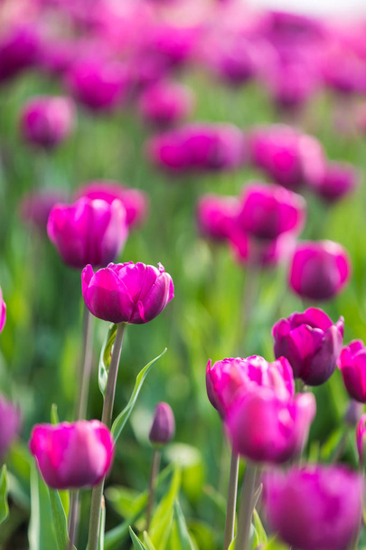 Tulip Flower. Beautiful bouquet of tulips. colorful tulips - Фото, изображение