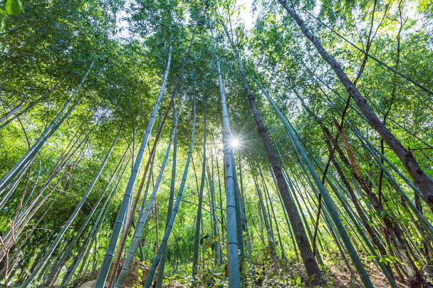Bambusowa gałąź w lesie bambusowym, piękne zielone tło natury - Zdjęcie, obraz