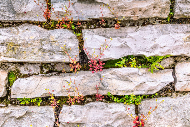 Hintergrund von der äußeren Steinmauer mit Blumen. - Foto, Bild