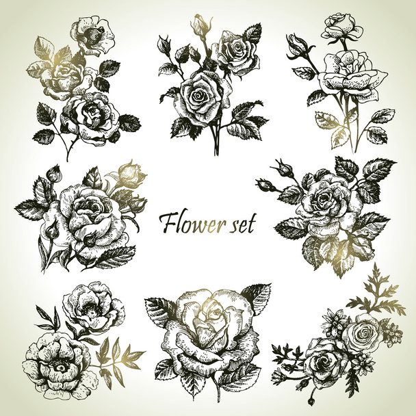 Florales Set. Handgezeichnete Abbildungen von Rosen - Vektor, Bild