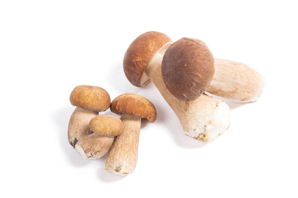 Зібрані восени дивовижні їстівні гриби болетус (королівський болетус), відомі як гриби порні. Гриби Порчіні спереду і декілька на задньому фоні ізольовані на білому тлі
 - Фото, зображення