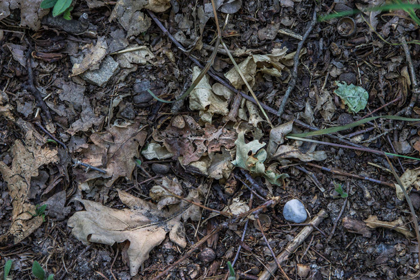 Foto perpendicular del suelo con rocas, hojas y ramas
 - Foto, imagen