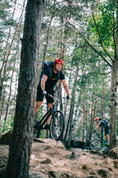 sportos fiatal próba kerékpárosok riding a gyönyörű fenyves erdőben - Fotó, kép