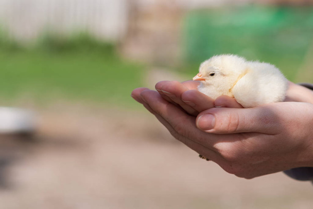 Nainen kädet tilalla poikasen kana maatilalla aurinkoinen päivä
 - Valokuva, kuva