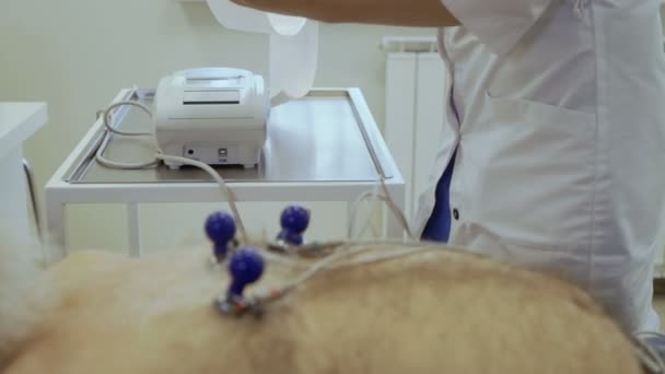 Senior man make electrocardiography in the clinic. Elderly man has a problem with heart and check it in the cardiologist. - Filmmaterial, Video