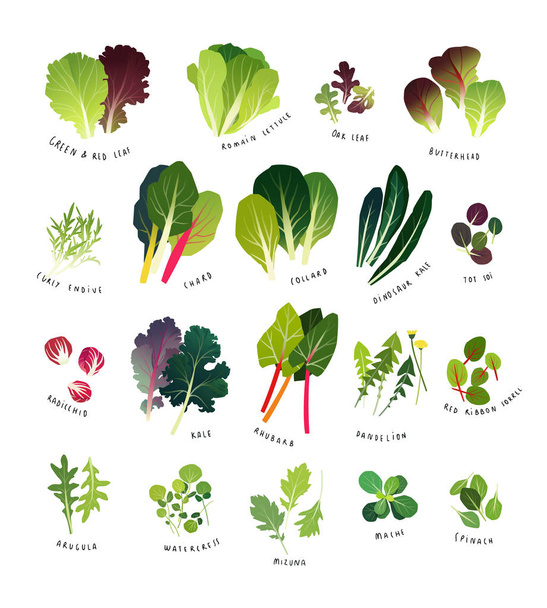 Common leafy greens such as lettuce, curly endive, chards, collards, dinosaur kale, tat soi, radicchio, curly kale, rhubarb, dandelion, sorrel, arugula, watercress, mizuna, mache and spinach - Vector, Image